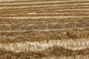 Wheat field in the Tuscan countryside with bales of wheat. Working the land for ecological crops....