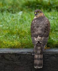 Sparrowhawk