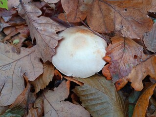 Texture during a walk in the forest. Collection of edible mushrooms in autumn. Rowan mushroom among yellow fallen leaves in the forest.