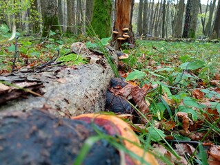 An old tree trunk lies in the middle of the forest and wood mushrooms grow on it. Mushroom picking in autumn and a walk in nature.
