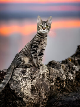 Cat standing