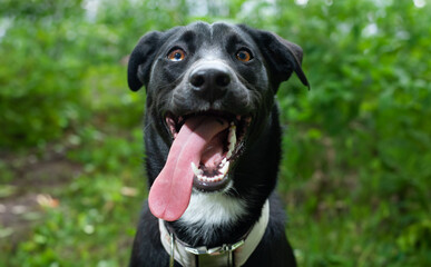 Happy dog with a goofy face and long tongue wants to play.