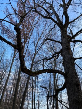 Gnarly Tree