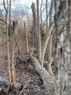 Forboding Woods