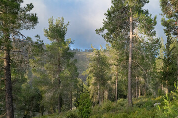 A Pine Forest In the Judea Mountains, Israel