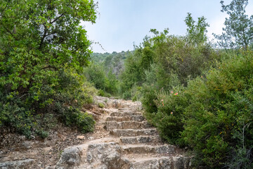 A Forest Path in the Judea Mountains, Israel