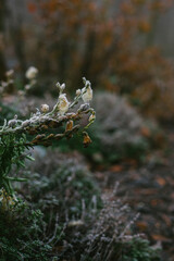 Snap Dragon Flowers covered in Frost