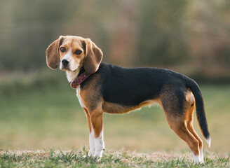 A isolated young beagle gets ready to play in a open green field.