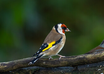 Fototapeta premium European goldfinch [Carduelis carduelis]