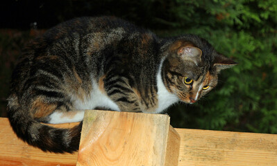 mouse hunt, the domestic cat observes its hunting spot from above