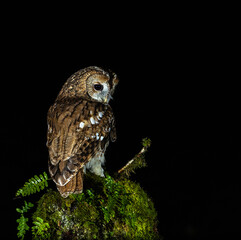 Tawny owl