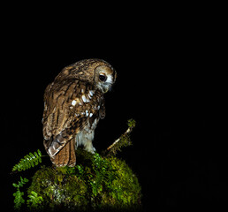 Tawny owl