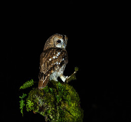 Tawny owl