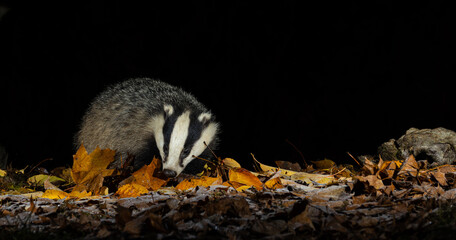 European badger © David