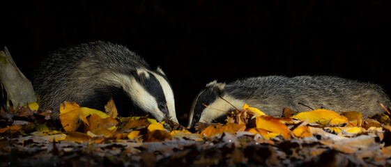 European badger © David
