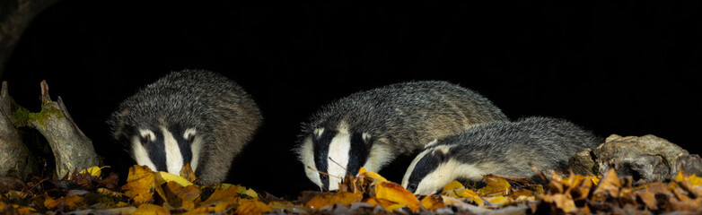 European badger © David