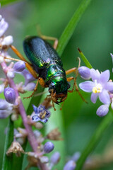 beetle on a flower
