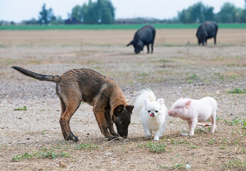 pig and dogs in farm