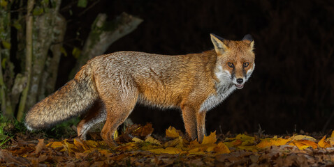 Red fox