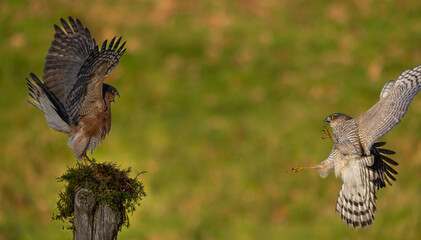  Sparrowhawk, male and female
