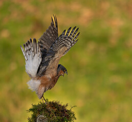  Sparrowhawk, male
