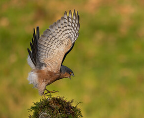  Sparrowhawk, male