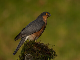  Sparrowhawk, male
