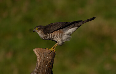 Sparrowhawk, female