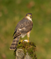 Sparrowhawk