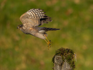 Sparrowhawk