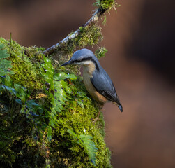 Nuthatch