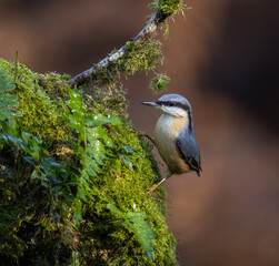 Nuthatch