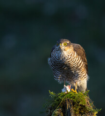 Sparrowhawk