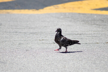 Obraz premium Pombo andando na rua