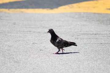 Pombo andando na rua