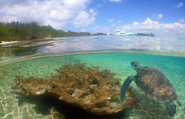 sea turtle swimming in the crystal clear waters on a reef