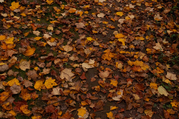 I love the pretty look of all the leaves spread across the ground. The yellow, brown, and orange colors give a nice look. This picture was taken in the Fall season.