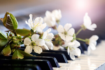 Cherry branch with white flowers on piano keys