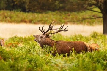 the red deer (Cervus elaphus) in rutting season challenge of rivals in the wood