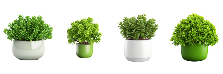 Set of renderd decorative Crassula plant in a pot isolated on a white or transparent background - obrazy, fototapety, plakaty