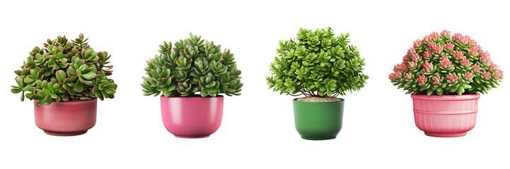 Set of renderd decorative Crassula plant in a pot isolated on a white or transparent background