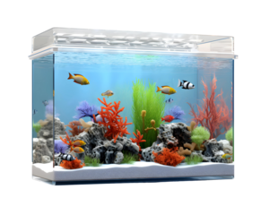 Small fish tank aquarium isolated on transparent background, cut out, png