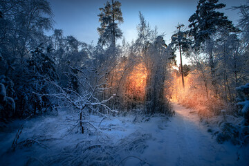Winter snow nature landscape in snowy forest at Christmas morning scene.