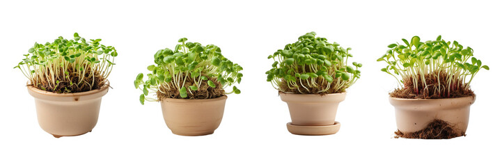 Set of sprout in a pile in pot on a white or transparent background