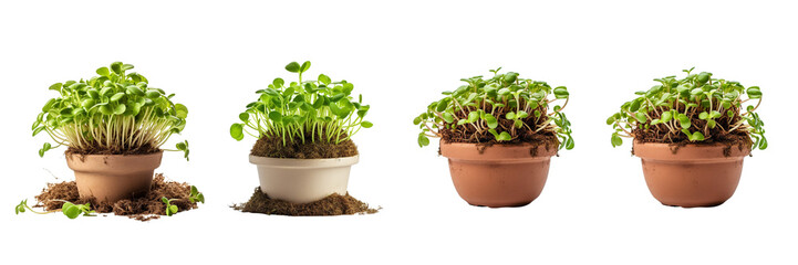 Set of sprout in a pile in pot on a white or transparent background - obrazy, fototapety, plakaty