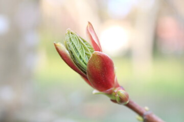 buds of magnolia