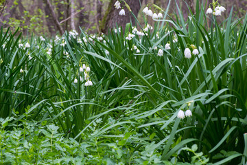 White Summer Snowflake flowers (Leucojum aestivum) in its natural habitat. An ingredient in a drug used to treat poliomyelitis. Selective focus.