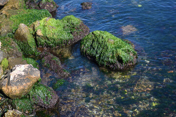 Rippling sea washing shore with small rocks covered with moss  at sea coast beach. Background and surface texture. Stones and green moss by the sea.
