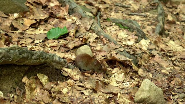 The bank vole is feeding in the forest, Bank vole in the carpathian beech woodland, roden in the forest
