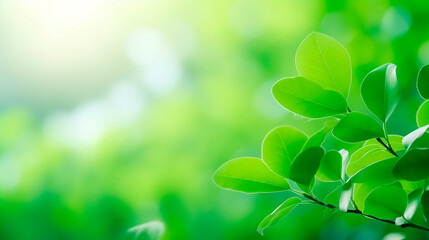 Fototapeta na wymiar Close-Up of a Vibrant Green Leafy Plant